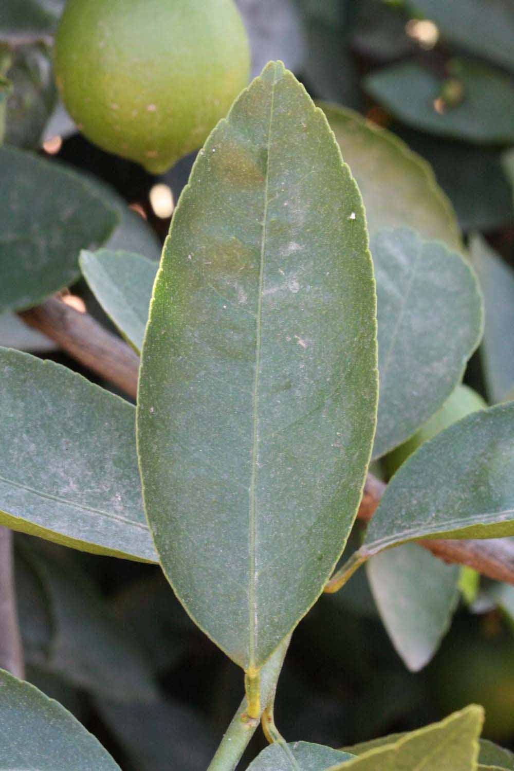            Unifoliolate leaf (Riverside, CA)   